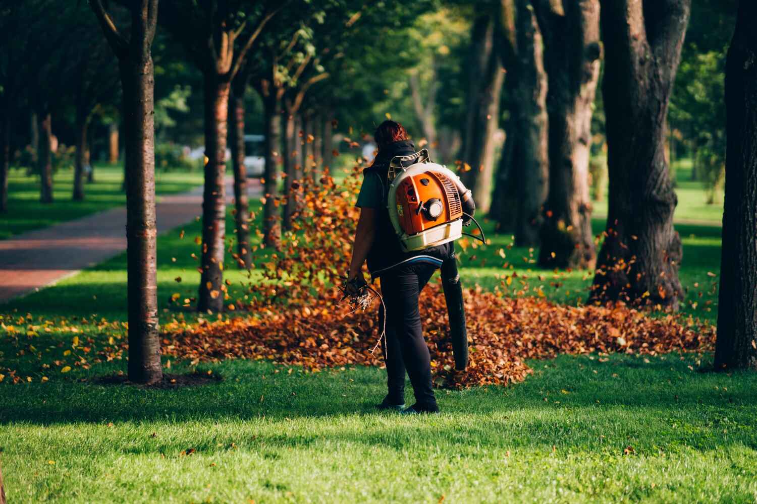 The Steps Involved in Our Tree Care Process in Loveland, CO